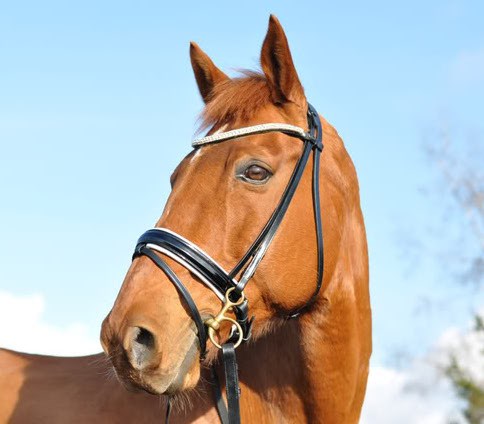 BridlePath equestrian stock sale