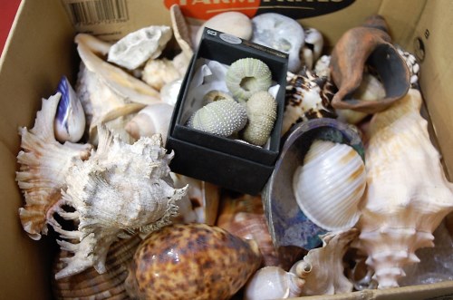 Lot 58 - A collection of conch and other seashells