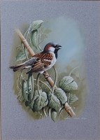 Lot 1492 - Terence James Bond (b.1946) - House-sparrow,...