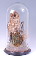 Lot 1377 - A late Victorian taxidermy brown barn owl,...