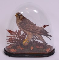 Lot 699 - A Victorian taxidermy adolescent Peregrine...