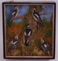 Lot 700 - A Victorian taxidermy group of five Greater...