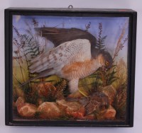 Lot 701 - A Victorian taxidermy male sparrowhawk...