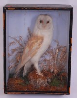 Lot 702 - A Victorian taxidermy Barn owl (Tyto alba),...