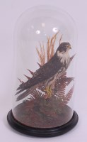 Lot 703 - A Victorian taxidermy Hobby (Hypotriorchis),...