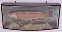 Lot 704 - A modern taxidermy Brown trout (Salmo trutta),...