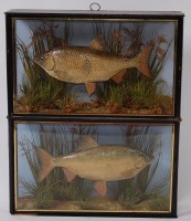 Lot 705 - A pair of early 20th century taxidermy Roach...