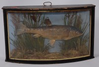 Lot 706 - A circa 1900 taxidermy Dace (Leuciscus...