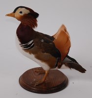 Lot 707 - A taxidermy Mandarin Drake (Aix galericulata),...