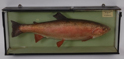 Rainbow Trout - Taxidermy UK