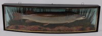 Lot 709 - A 20th century taxidermy Pike (Esox lucius),...