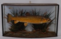 Lot 710 - An early 20th century taxidermy Brown trout...