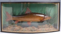 Lot 1364 - A mid-20th century taxidermy barbel, in...