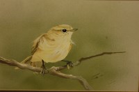 Lot 1038 - David Woodrow - Chaffinch, gouache, signed and...