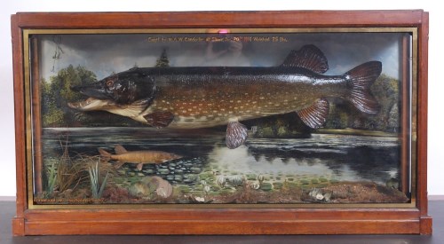 Lot 1316 - An early 20th century taxidermy pike,...