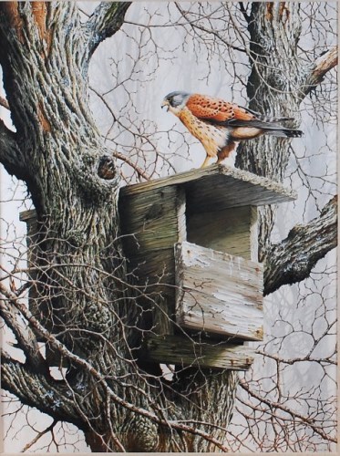 Lot 1423 - Terence James Bond (b.1946) - Kestrel upon a...