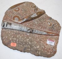 Lot 119 - An Orthoceras