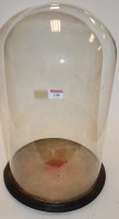 Lot 108 - A Victorian glass dome on ebonised plinth,...