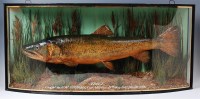 Lot 1352 - An Edwardian taxidermy brown trout, in...