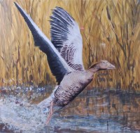 Lot 1434 - George Taylor (1914-1996) - A Greylag Goose...