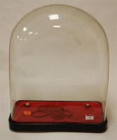 Lot 13 - A Victorian glass dome on rectangular ebonised...