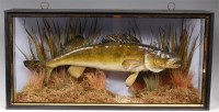 Lot 998 - A taxidermy cased zander or pike-perch, in...