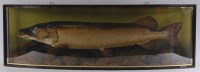 Lot 996 - A taxidermy cased pike, housed in naturalistic...