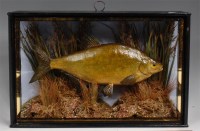 Lot 997 - A taxidermy cased silver bream, in...