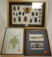 Lot 353 - Two framed displays of various beetles