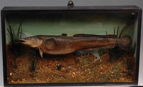 Lot 726 - A cased taxidermy burbot or eel pout,...