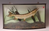 Lot 1335 - A taxidermy jack pike, in naturalistic setting...