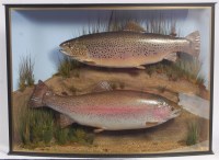 Lot 1334 - A taxidermy brown trout, weighing 11lb 12oz,...