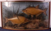 Lot 777 - A brace of early 20th century taxidermy Bream,...