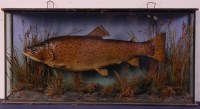 Lot 779 - A Victorian taxidermy brown Trout, mounted in...