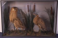 Lot 781 - Two Victorian taxidermy Bittern (botaurus...