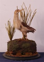 Lot 782 - A Victorian taxidermy Little Bittern...