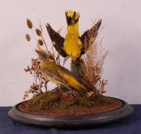 Lot 783 - A pair of taxidermy Golden Oriole (oriolus...