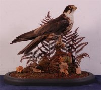 Lot 784 - A Victorian taxidermy Hobby (falco subbuteo),...