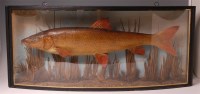 Lot 774 - Attributed to S F Sanders Taxidermist - a...