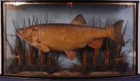 Lot 775 - A late Victorian taxidermy Chub, mounted in a...