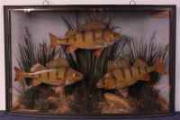 Lot 776 - Three Victorian taxidermy Perch, mounted in a...