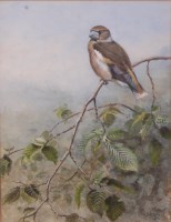 Lot 724 - George Edward Lodge (1860-1954) - Hawfinch,...