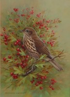 Lot 731 - Raymond C Watson (b.1935) - The Songthrush,...