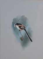 Lot 734 - Raymond C Watson (b.1935) - Long-tailed Tit...