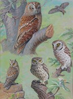 Lot 735 - Donald Watson (1918-2005) - A study of owls,...