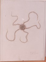 Lot 833 - Walter Spies (1895-1942) - Study of a starfish,...