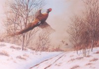 Lot 634 - Mark Chester - Set of four gamebird prints,...