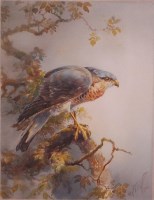 Lot 724 - William E Powell (1878-1955) - Sparrowhawk...