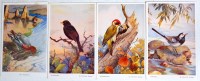 Lot 87 - Winifred Austen - birds to include; wagtail,...