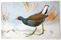 Lot 53 - Birds album - Roland Green art studies of...
